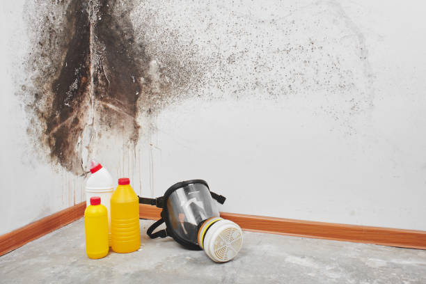 Best Professional Mold Removal  in East Bangor, PA