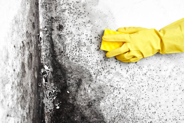 Best Emergency Mold Removal  in East Bangor, PA