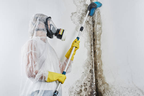 Best Office Mold Removal Services  in East Bangor, PA