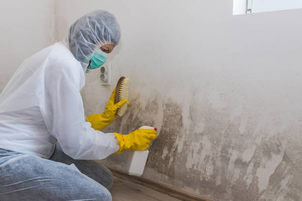 Best Mold Cleaning Services  in East Bangor, PA