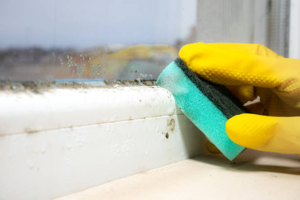 Certified Mold Removal in East Bangor, PA