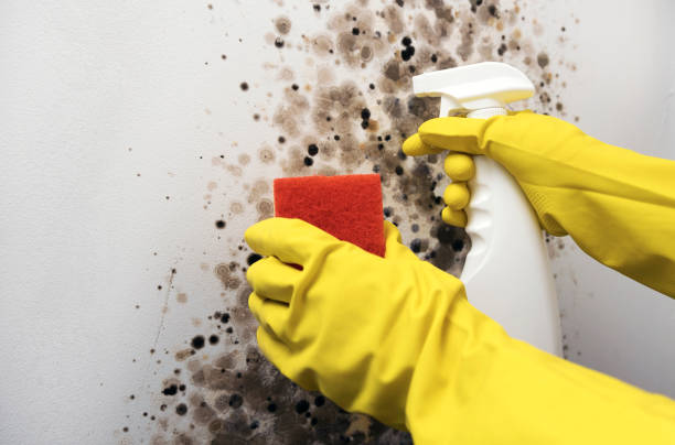 Best Local Mold Removal Service  in East Bangor, PA