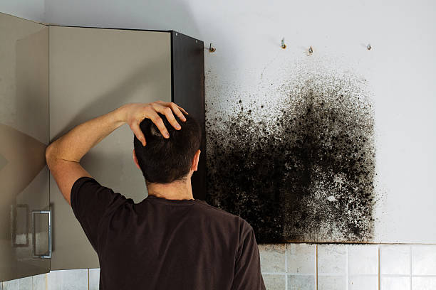 Best Fast Mold Removal  in East Bangor, PA
