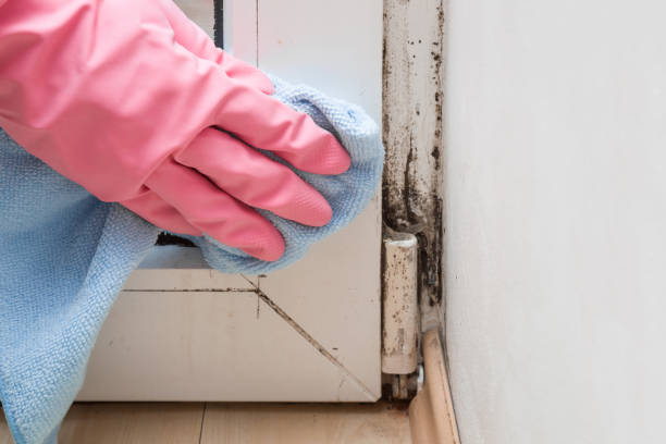 Mold Testing and Removal in East Bangor, PA